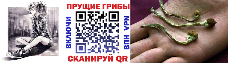 Псилоцибиновые грибы прущие грибы  цена наркотик  Приволжск 